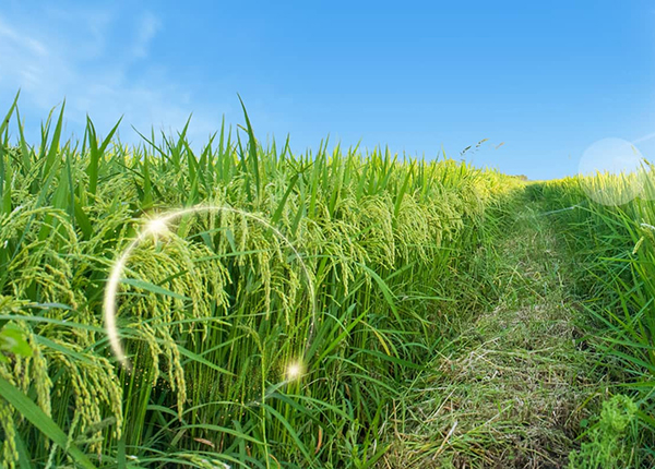 高標(biāo)準(zhǔn)農(nóng)田觀測場農(nóng)業(yè)四情監(jiān)測建設(shè)可行性方案